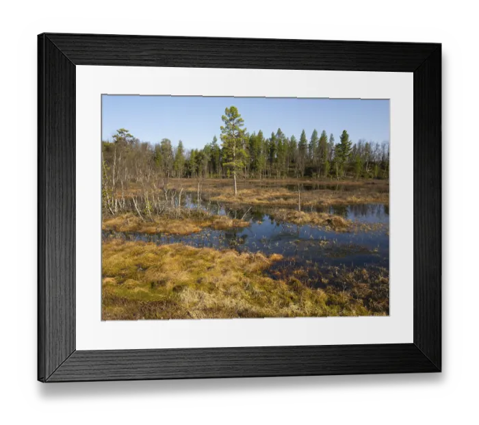 Framed Print : Bogland, with Pine (Pinus sylvestris) and Hairy Birch (Betula pubescens) trees