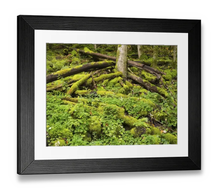 Framed Print : Basalt boulders, and old tree stems Framed Print : Basalt boulders, and old tree stems