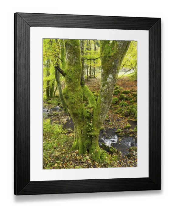 Framed Print : Hill Stream, the Schwartzbach, moss covered boulders and trees Framed Print : Hill Stream, the Schwartzbach, moss covered boulders and trees