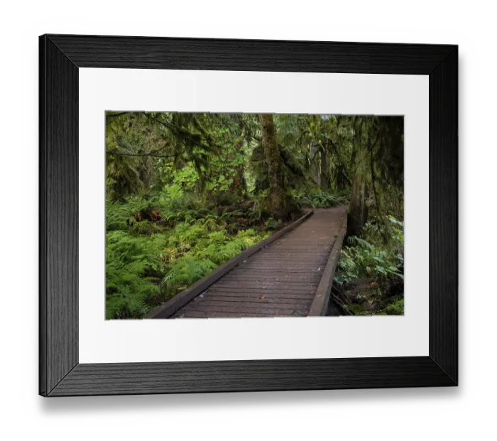 Framed Print : Cathedral Grove, Pacific Rim National Park