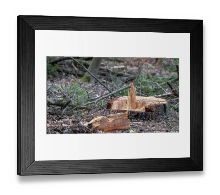 Framed Print : Detailed photo, forestry and clearing in the forest