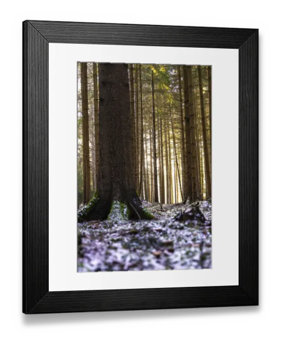 Framed Print : Tree trunks in a forest with light effects and patches of snow on the ground Framed Print : Tree trunks in a forest with light effects and patches of snow on the ground