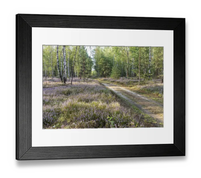 Framed Print : Path through the forest with broom heather (Calluna vulgaris) Framed Print : Path through the forest with broom heather (Calluna vulgaris)