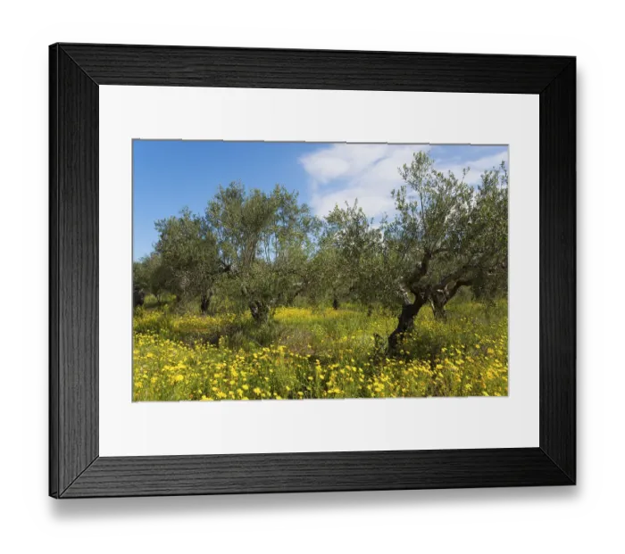 Framed Print : A sunny day in the olive grove with a lively meadow of wild flowers