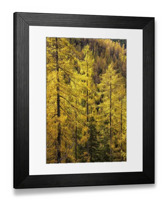Framed Print : Yellow larches on the slopes of the Dachstein mountains