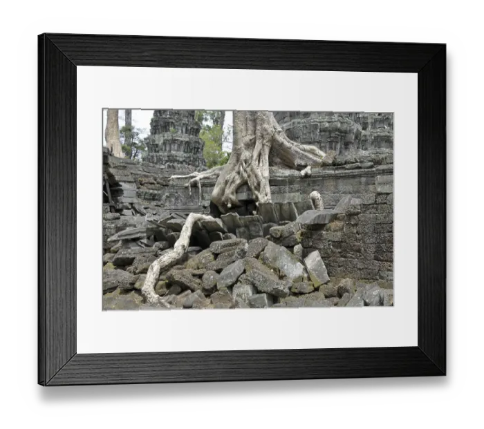 Framed Print : Tetrameles tree (Tetrameles nudiflora) Framed Print : Tetrameles tree (Tetrameles nudiflora)