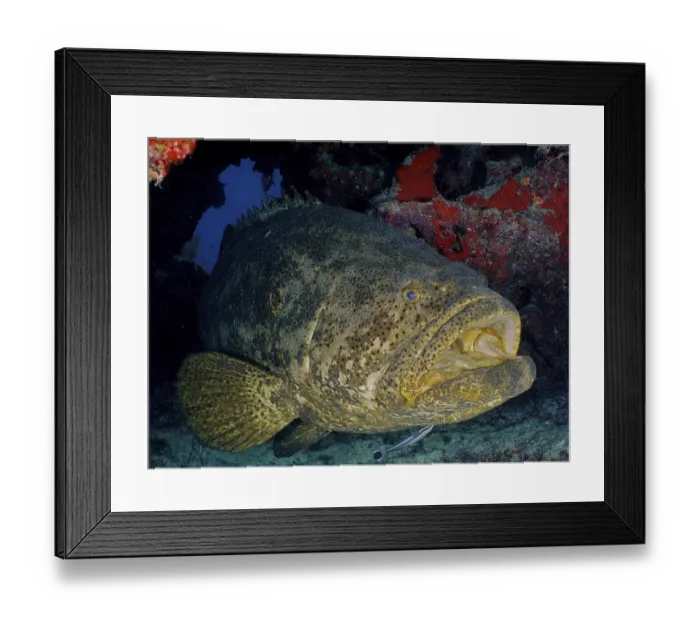 Framed Print : Atlantic goliath grouper (Epinephelus itajara) with open mouth at cleaning station Framed Print : Atlantic goliath grouper (Epinephelus itajara) with open mouth at cleaning station