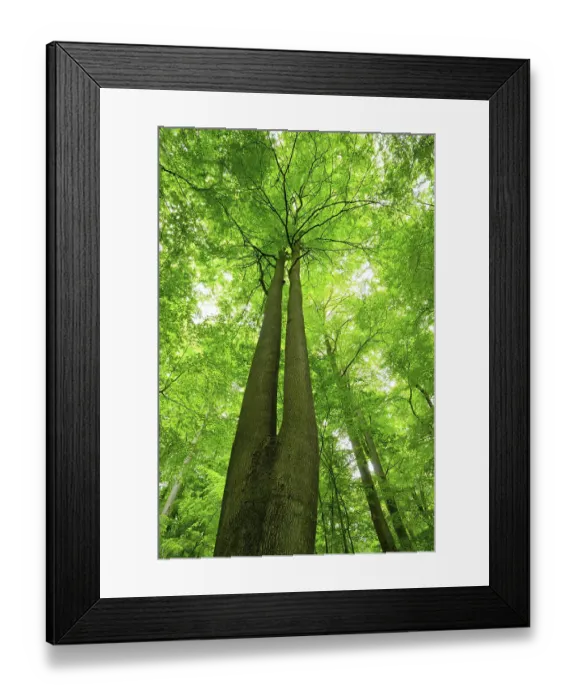 Framed Print : Untouched beech forest, view of the tree tops Framed Print : Untouched beech forest, view of the tree tops