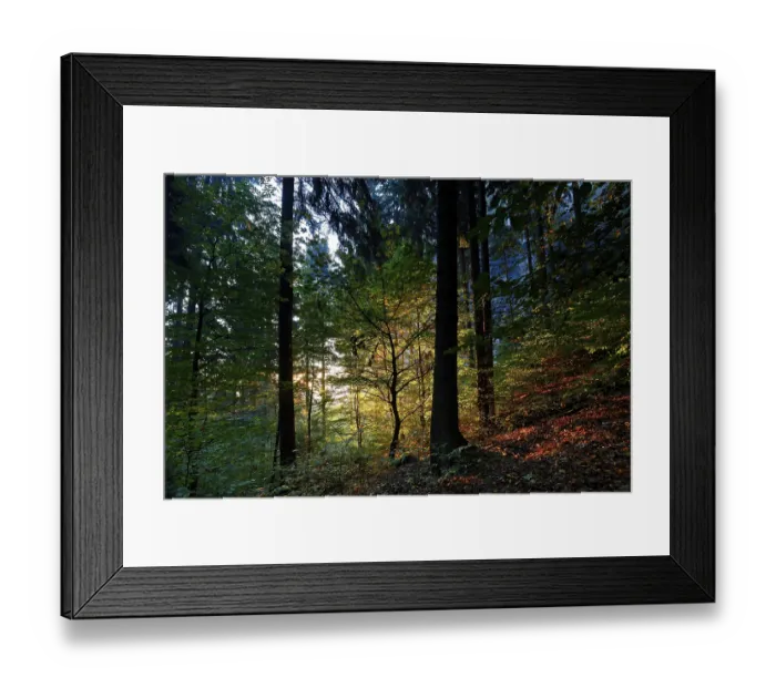 Framed Print : Autumn forest in the morning light
