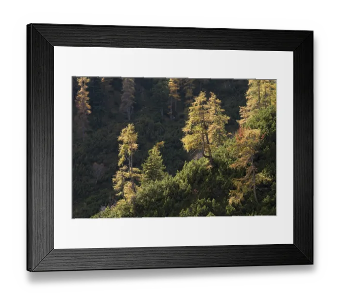 Framed Print : European Larch (Larix decidua) Framed Print : European Larch (Larix decidua)