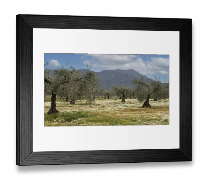 Framed Print : Old olive grove in spring, Extremadura