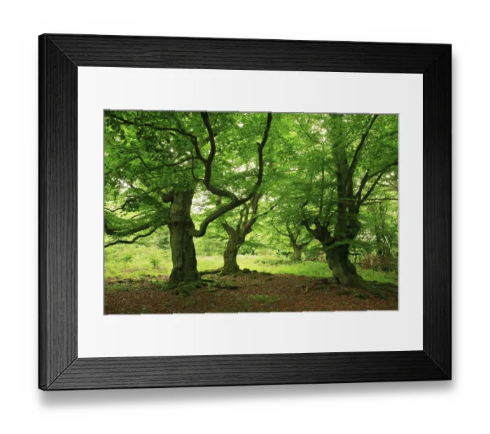 Framed Print : Gnarled old beech trees in spring Framed Print : Gnarled old beech trees in spring