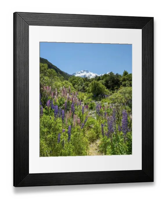 Framed Print : Walking path through lupines, purple multifoliate lupines (Lupinus polyphyllus)
