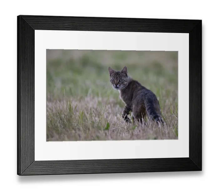 Framed Print : European wildcat (Felis silvestris) or forest cat