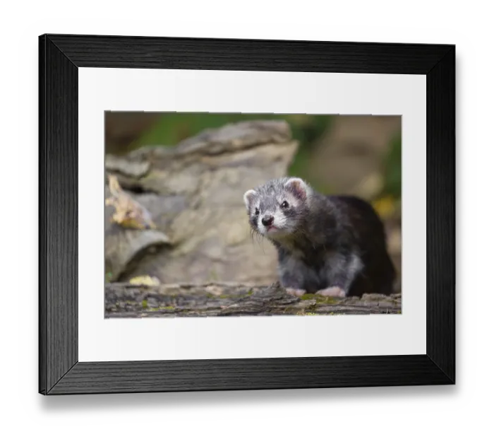 Framed Print : A young male ferret (Mustela putorius furo) sits at a dead branch of a tree