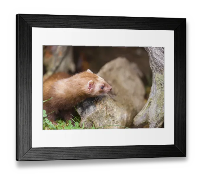 Framed Print : A male ferret (Mustela putorius furo) stands between dead roots of trees Framed Print : A male ferret (Mustela putorius furo) stands between dead roots of trees