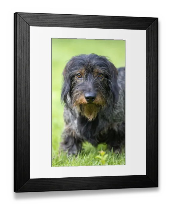 Framed Print : Rough-haired dachshund (Canis lupus familiaris) puppy
