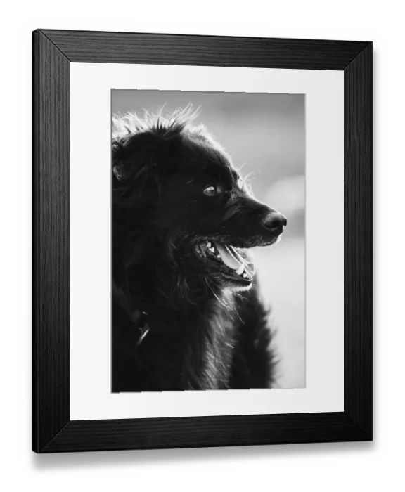 Framed Print : Old German Shepherd Dog
