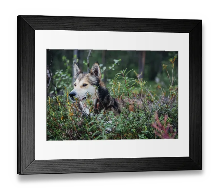 Framed Print : Heiser