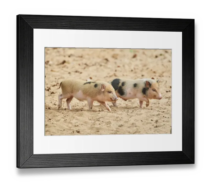 Framed Print : Vietnamese Pot-bellied piglets Framed Print : Vietnamese Pot-bellied piglets