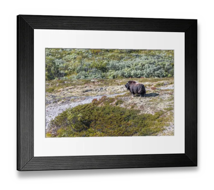 Framed Print : Musk ox (Ovibos moschatus) in the tundra Framed Print : Musk ox (Ovibos moschatus) in the tundra
