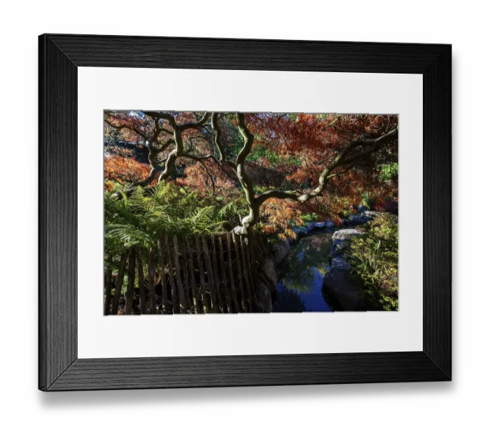 Framed Print : Fan maple (Acer palmatum), picket fence Framed Print : Fan maple (Acer palmatum), picket fence