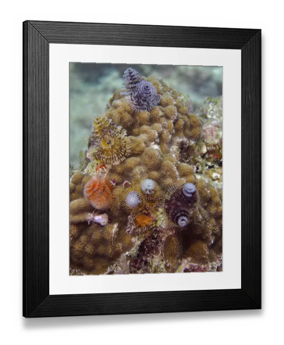 Framed Print : Nodular star coral (Solenastrea hyades)
