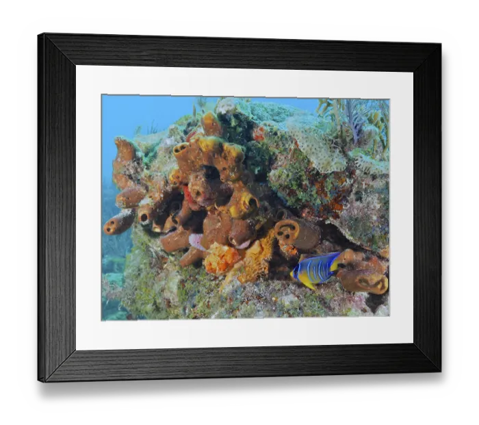 Framed Print : A colourful assemblage of corals and sea sponge