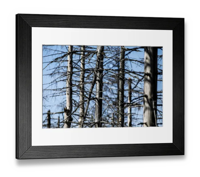 Framed Print : Dead spruce trees due to bark beetle infestation