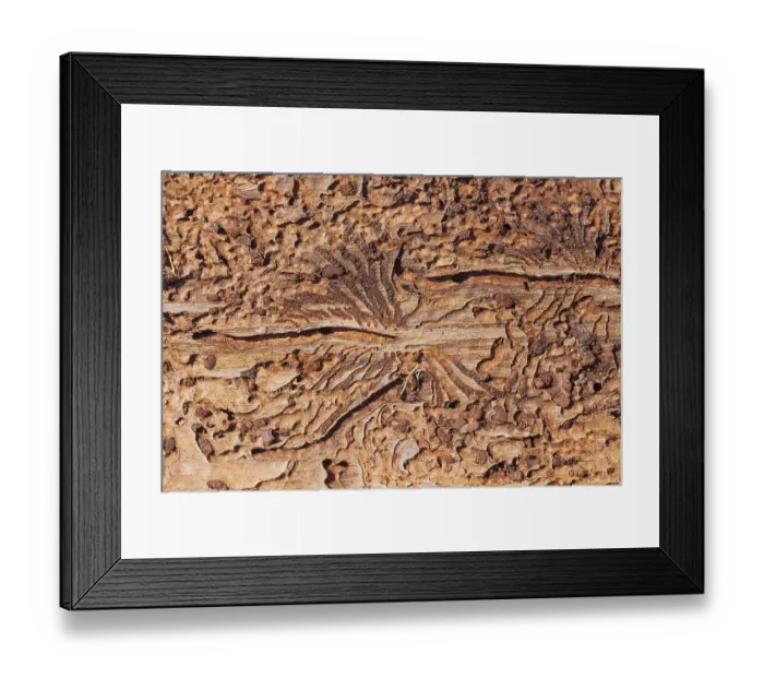 Framed Print : Image of bark beetle feeding under the bark in the trunk Framed Print : Image of bark beetle feeding under the bark in the trunk