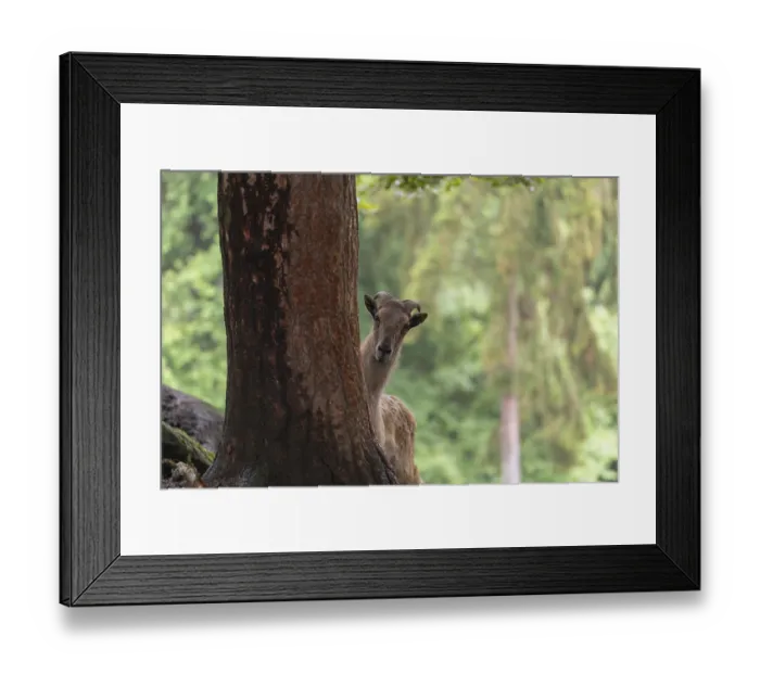 Framed Print : A female Himalayan tahr (Hemitragus jemlahicus) stands hidden behind a tree at a forest edge