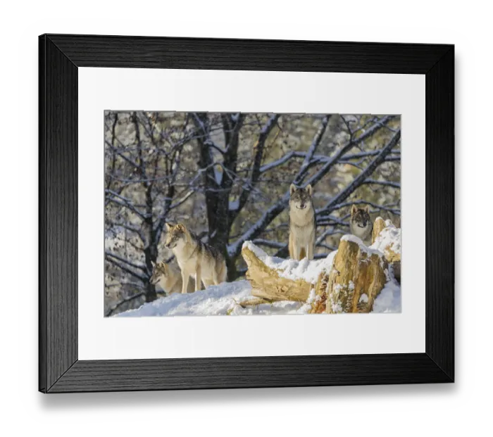 Framed Print : Four grey wolves (Canis lupus lupus) stand on a snow-covered hill behind a fallen tree on a cold
