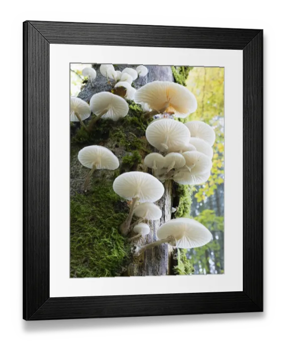 Framed Print : Porcelain fungus, (Oudemansiella mucida)