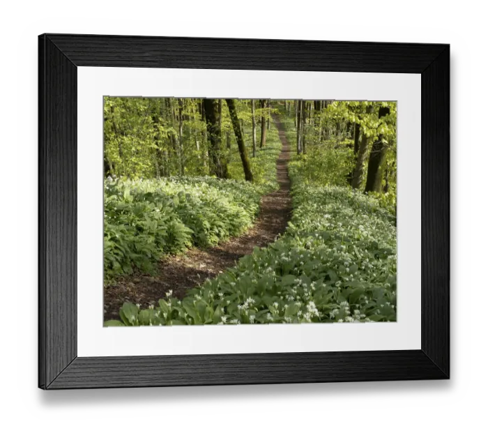 Framed Print : Hiking trail through the ramson (Allium ursinum) in spring through the beech forest