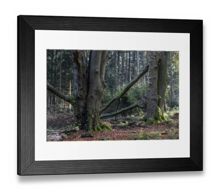 Framed Print : Beech forest (Fagus sylvatica) in autumn foliage Framed Print : Beech forest (Fagus sylvatica) in autumn foliage