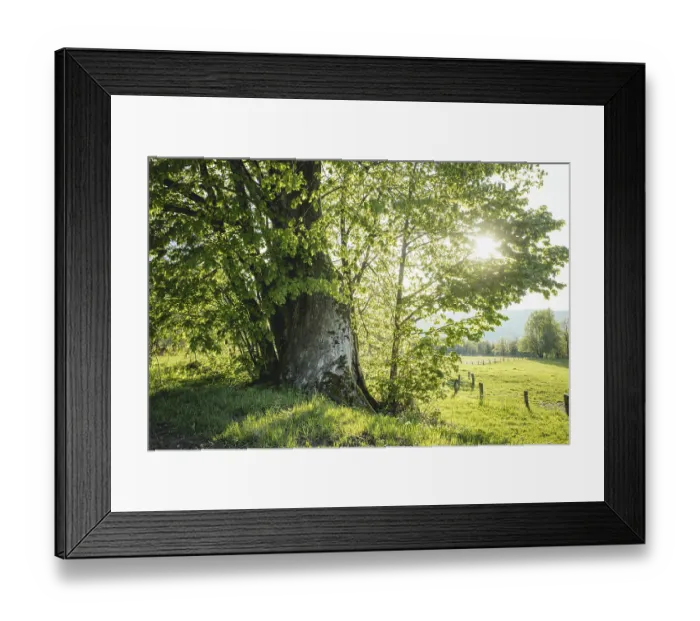 Framed Print : 800-year-old lime tree near Frath