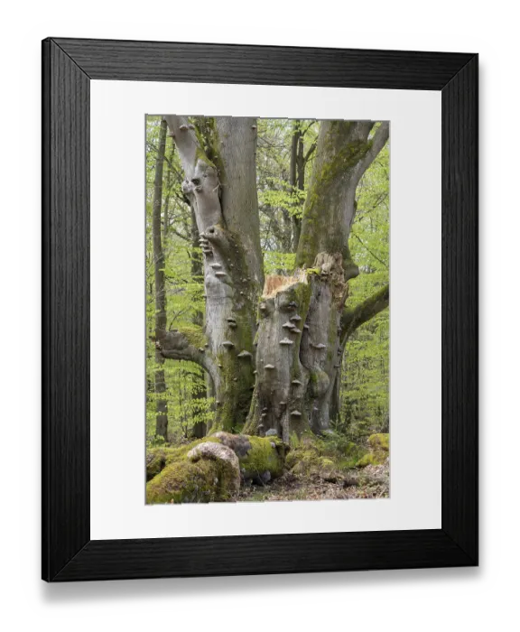 Framed Print : Old copper beech (Fagus sylvatica) with tinder fungus (Fomes fomentarius) Framed Print : Old copper beech (Fagus sylvatica) with tinder fungus (Fomes fomentarius)