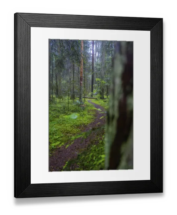 Framed Print : A narrow path winds through a mossy and quiet forest surrounded by tall trees Framed Print : A narrow path winds through a mossy and quiet forest surrounded by tall trees