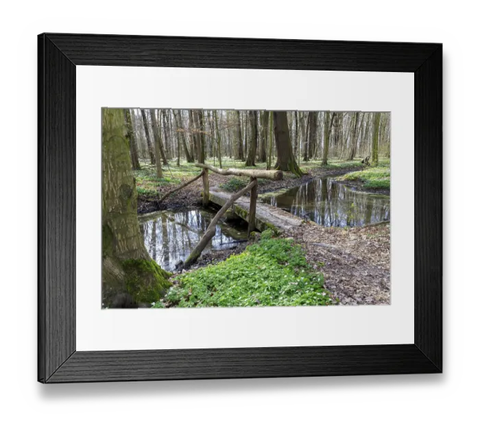Framed Print : Wood anemone (Anemonoides nemorosa) in bloom in the Laskaer Auenwald Framed Print : Wood anemone (Anemonoides nemorosa) in bloom in the Laskaer Auenwald