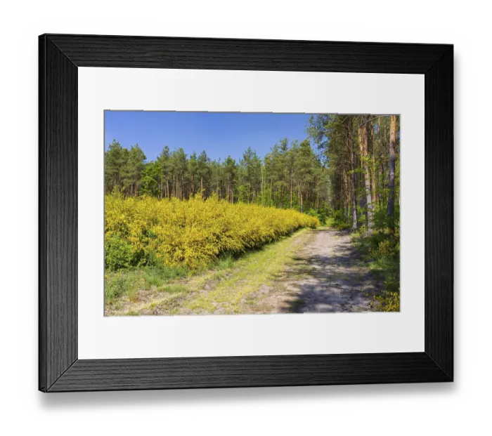 Framed Print : Broom broom (Cytisus scoparius) in bloom in a clearing in the forest Framed Print : Broom broom (Cytisus scoparius) in bloom in a clearing in the forest
