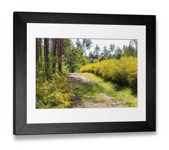 Framed Print : Broom broom (Cytisus scoparius) in bloom in a clearing in the forest