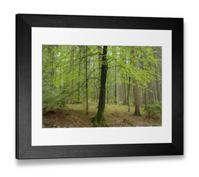 Framed Print : Forest with lush green leaves and straight tree trunks Framed Print : Forest with lush green leaves and straight tree trunks