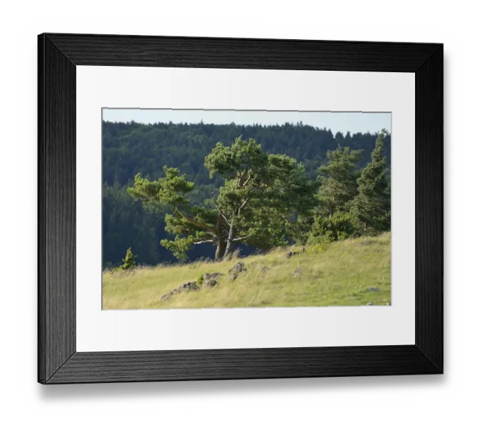 Framed Print : A single tree on a slightly hilly landscape with a green forest in the background