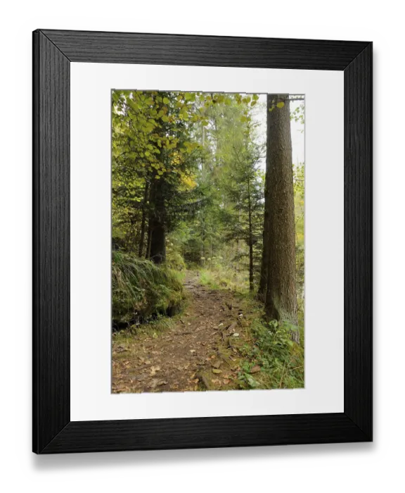 Framed Print : A narrow forest path winding between tall trees surrounded by lush greenery Framed Print : A narrow forest path winding between tall trees surrounded by lush greenery