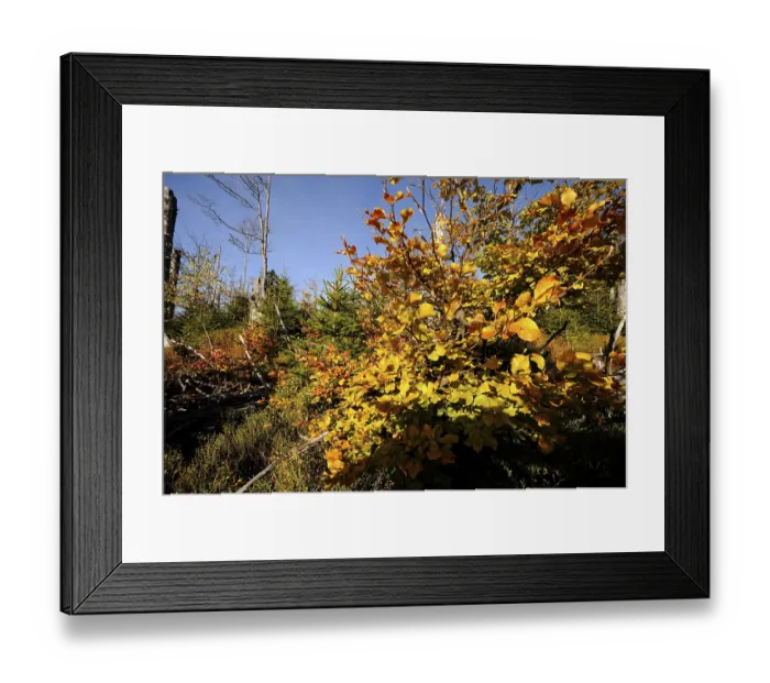 Framed Print : Autumn forest with close-up of colorful leaves and clear blue sky