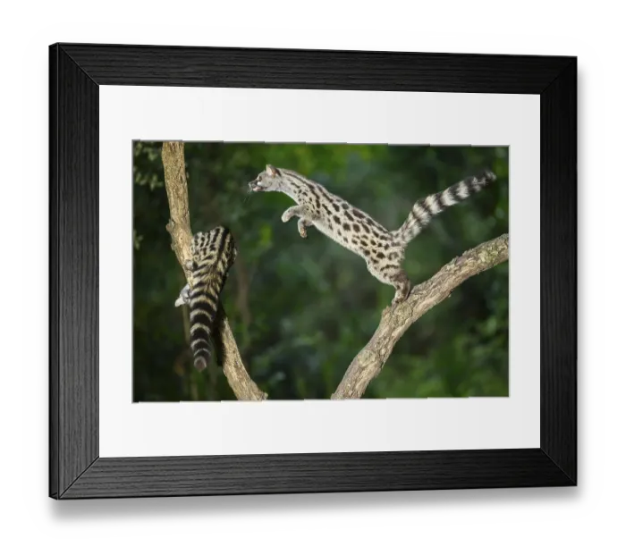 Framed Print : Common genet (Genetta genetta) Framed Print : Common genet (Genetta genetta)
