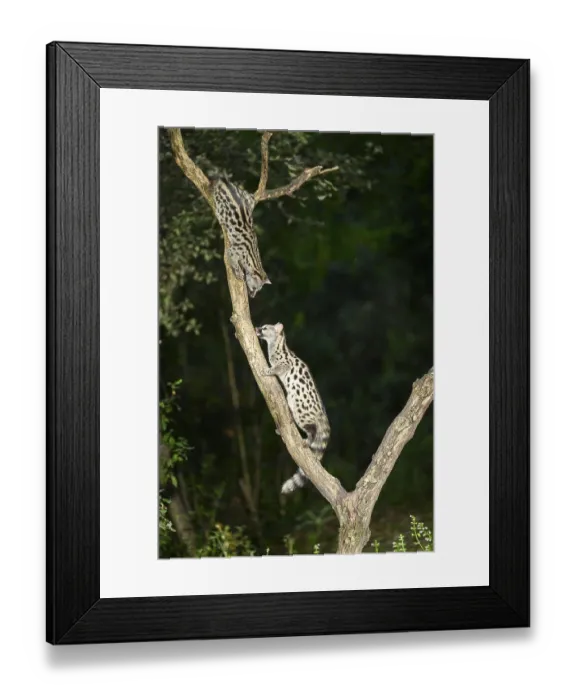 Framed Print : Common genet (Genetta genetta) Framed Print : Common genet (Genetta genetta)