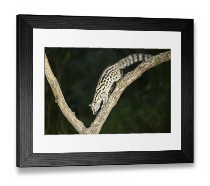 Framed Print : Common genet (Genetta genetta)