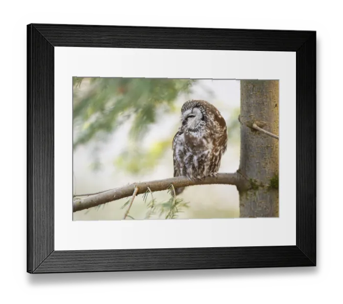 Framed Print : Boreal owl (Aegolius funereus) sitting in a tree in winter