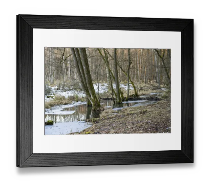 Framed Print : Winterladscape of a swamp with ice